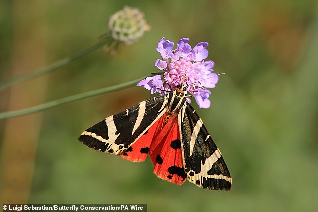 The Jersey tiger moth (pictured) has vivid red, cream and black markings. Sadly, many of the UK's moths are struggling