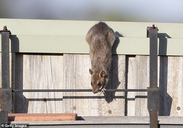 Pest control firm Rentokil reported a staggering 26 per cent increase in rodent sightings in Northern Ireland, with double-digit spikes in England, the West Midlands, and Scotland
