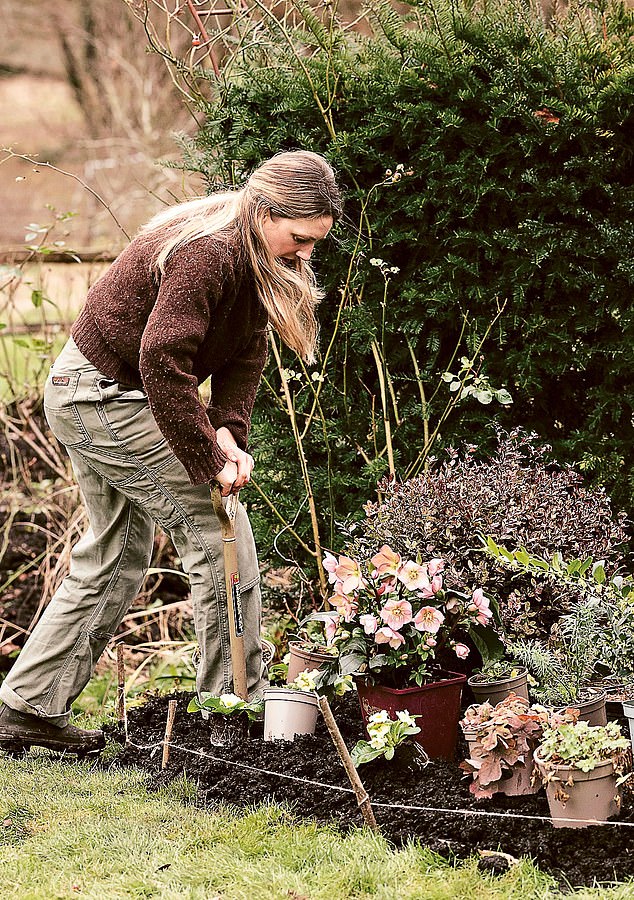 She uses a flat-backed spade to create clean edges around the border garden.
