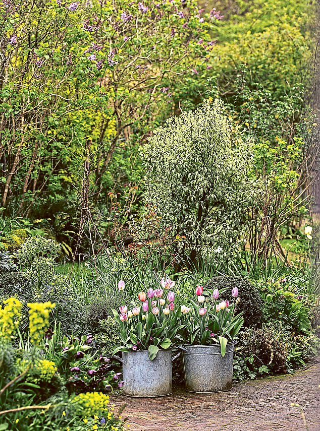 Milli’s border by the path includes Pittosporum tenuifolium ‘Silver Queen’, Narcissus ‘Thalia’, Helleborus foetidus and tubs of ‘Pink Mix’ tulips. Garden Trading sells galvanised planters.