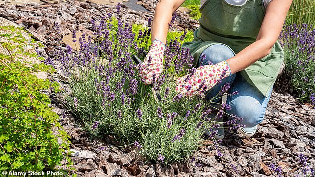 One tip, says Liam Cleary, gardening expert at Old Railway Line Garden Centre, is to deadhead flowers to keep them looking fresh (stock image)
