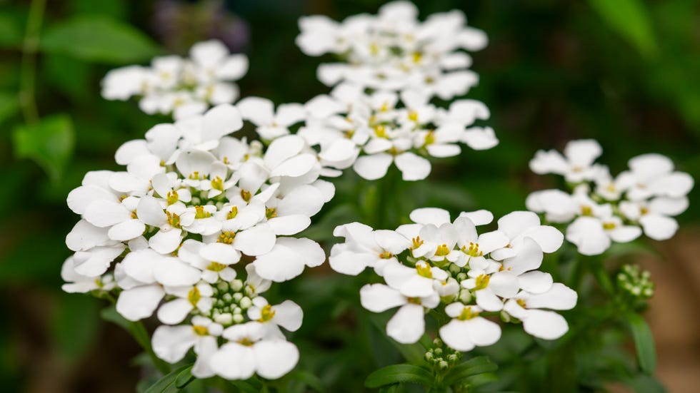 Iberis 'Masterpiece' in flower in spring