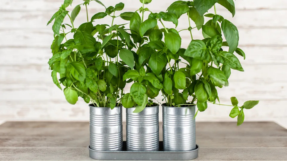 Tin cans used to grow plants