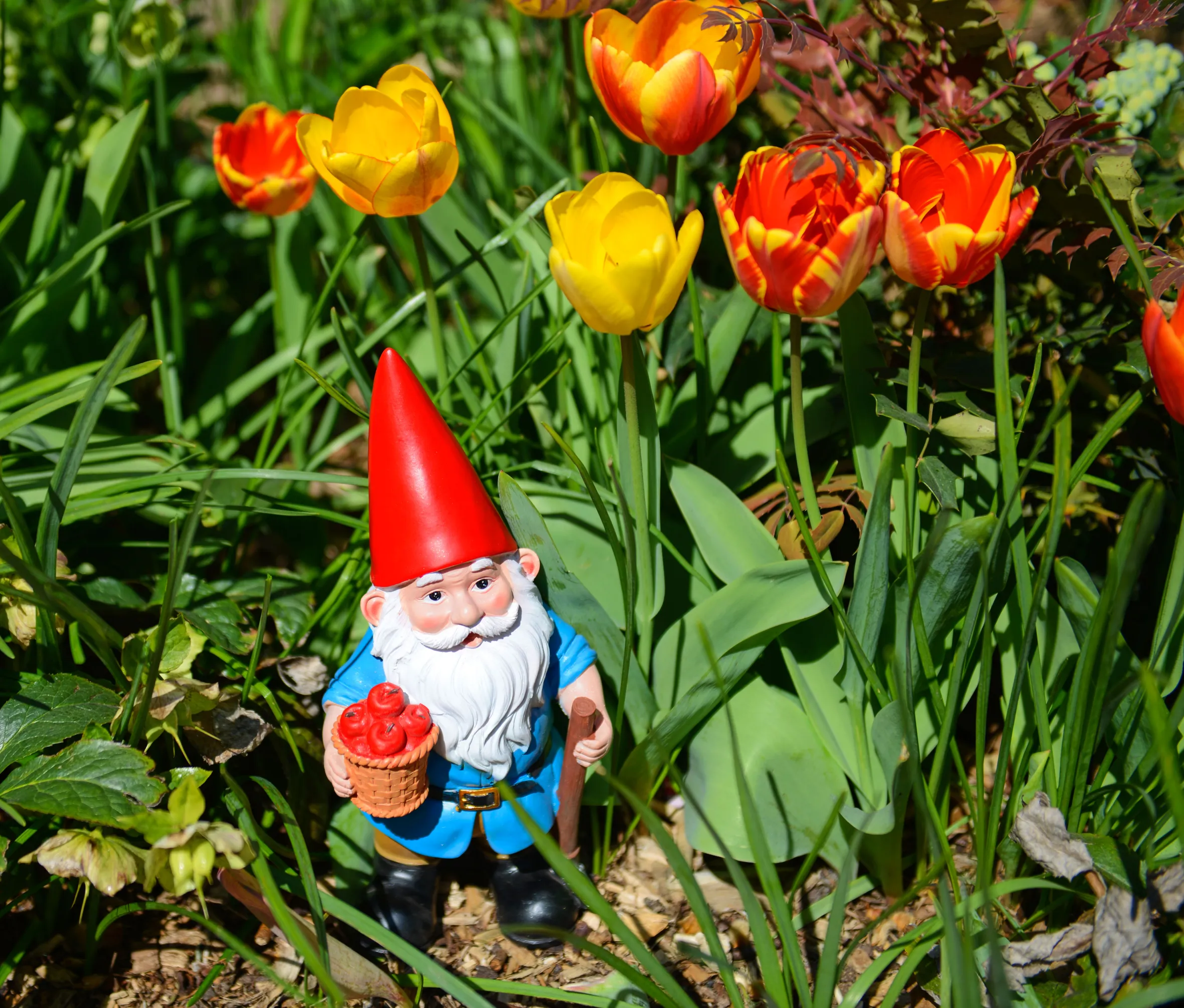 A garden gnome with a red hat and blue shirt, holding a basket of red apples and a walking stick, peers out from vibrant yellow and red tulips and green foliage.