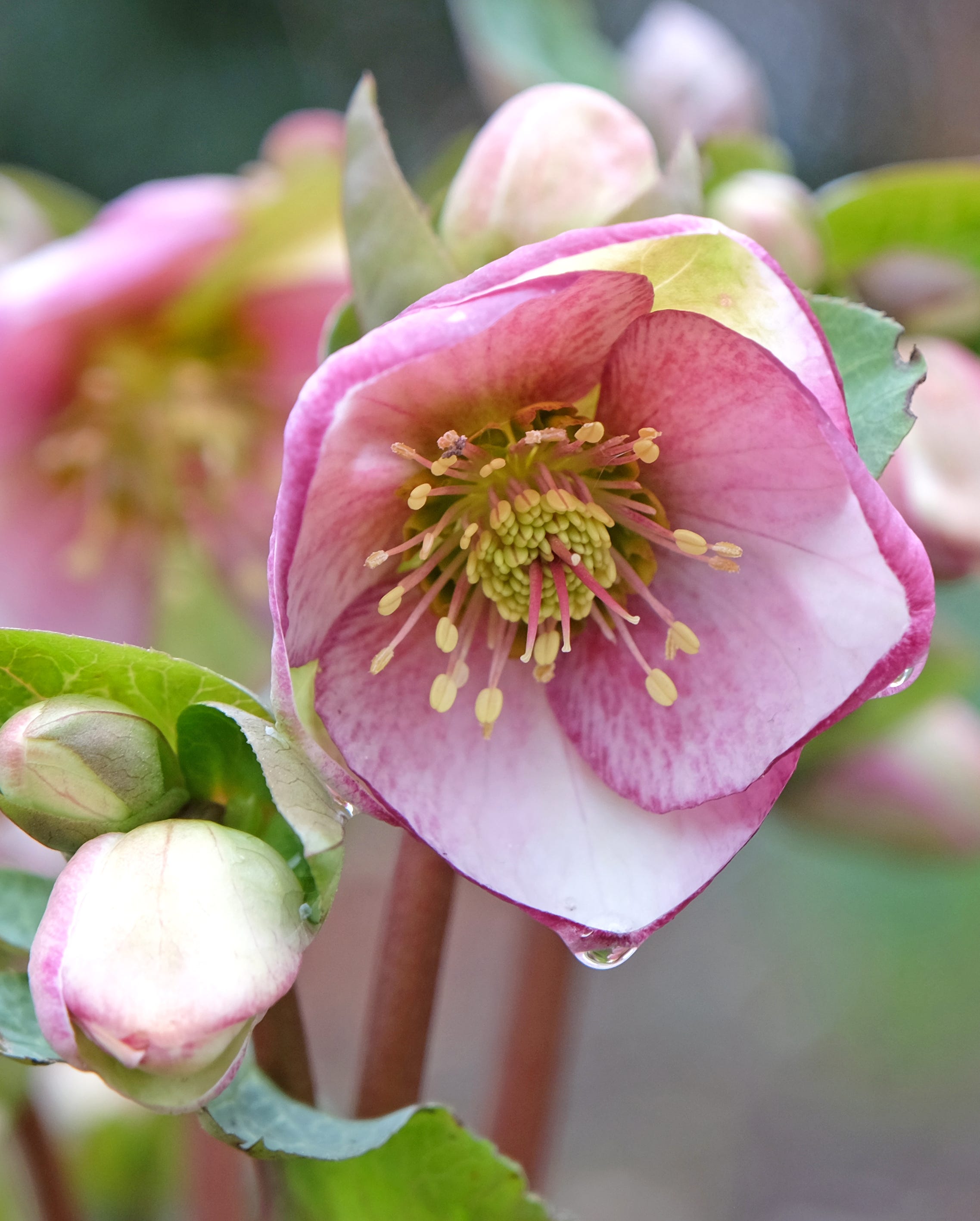 pink and cream helleborus hybridus glendas gloss hybrid hellebore, lenten rose, or snow rose in flower