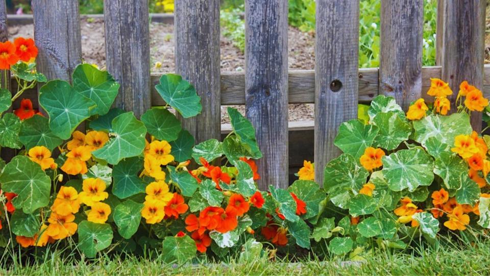 Nasturium flowers on fence in the garden