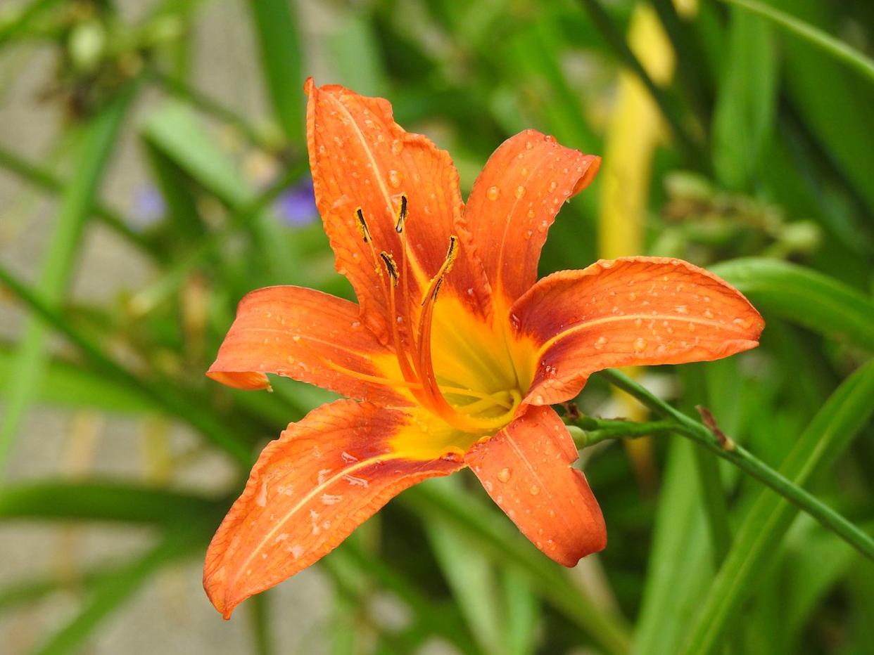 Credit: Getty Images / Stacy Pochtar / 500px