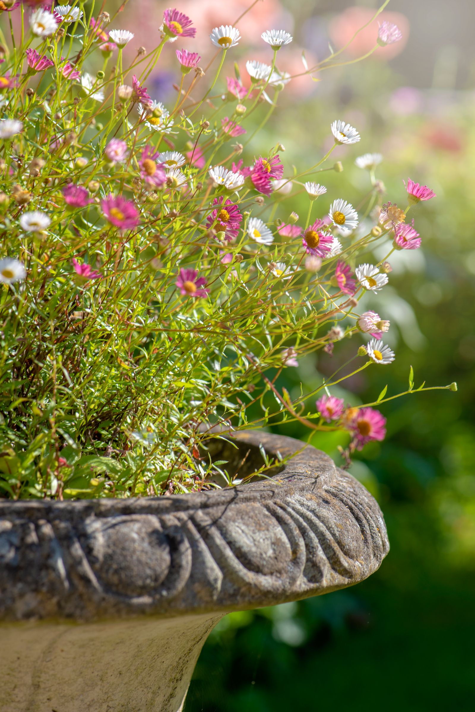 Image may contain Plant Potted Plant Daisy and Flower