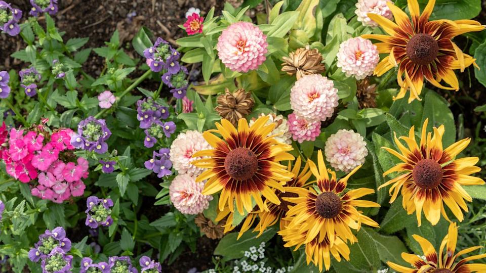 zinnias with companion plants