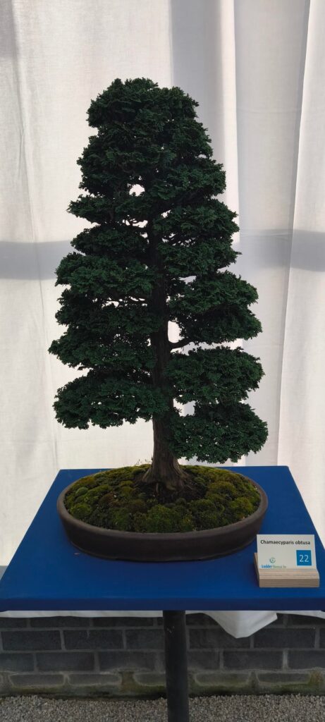 Extraordinary Bonsai at Exposition in The Netherlands