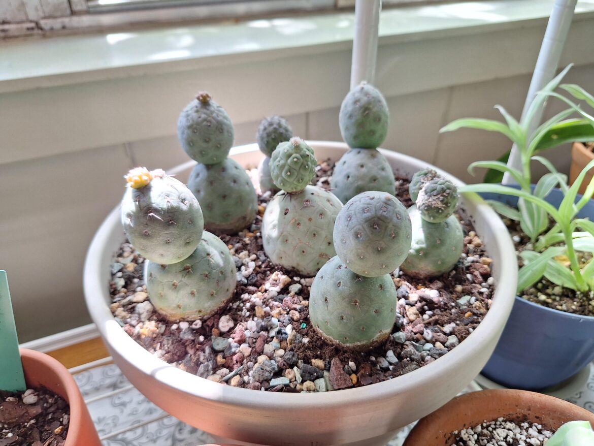 Tephrocactus Geometricus (potato) garden, new spud or flower?