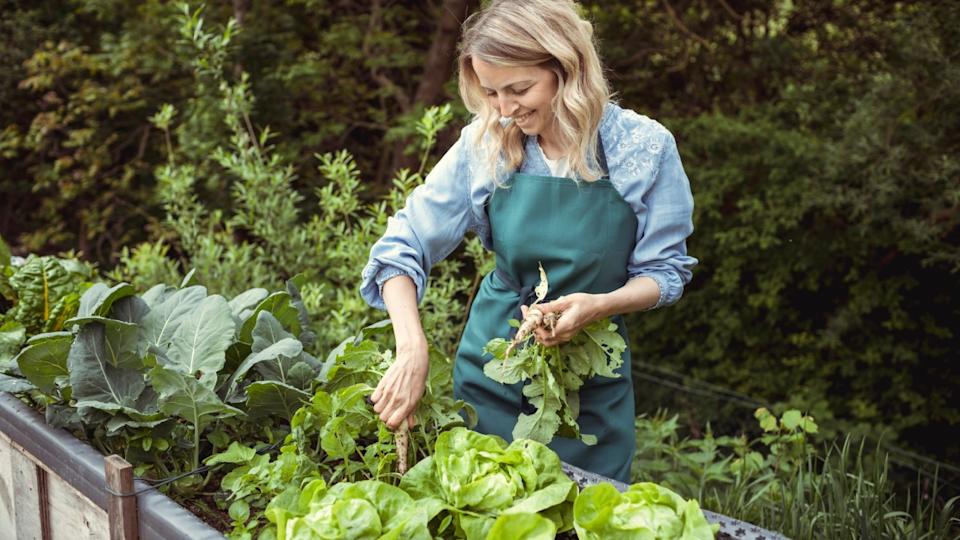young blonde pretty woman with blue shirt and green apron harvesting white elongated icicle radishes from vegetable patch, high patch and is happy