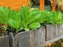 Many garden retailers mark vegetable, flower and herb listings with the symbol of a plant in a pot to indicate varieties that are suitable for growing in containers.