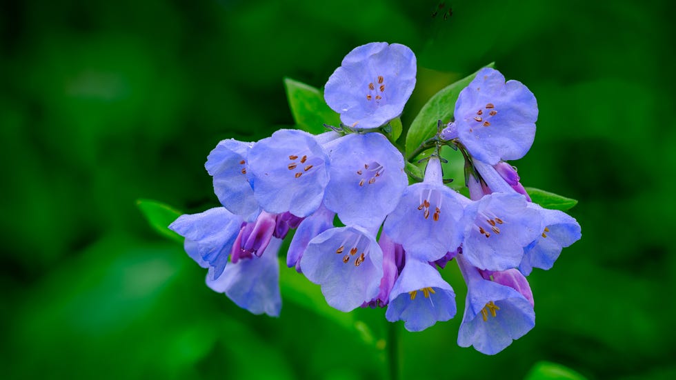 Virginia Bluebells