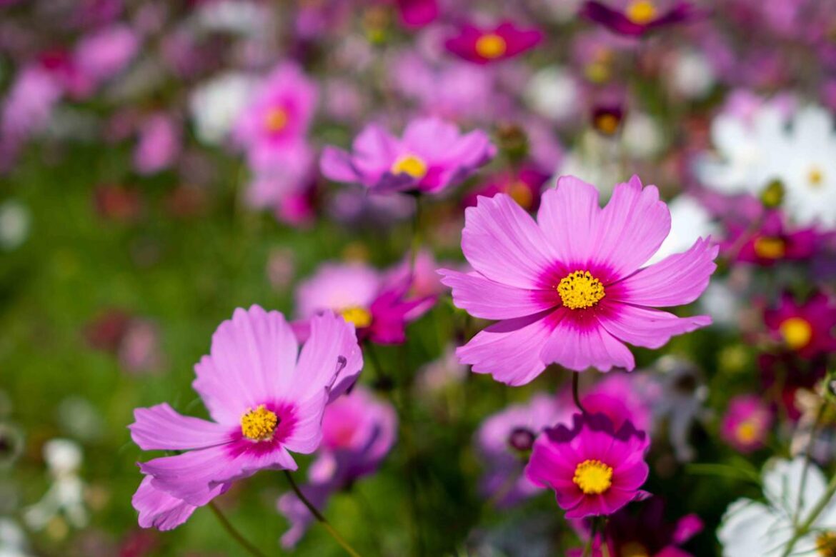 17 Flowers You Can Grow Almost Anywhere for an Easy, Thriving Garden