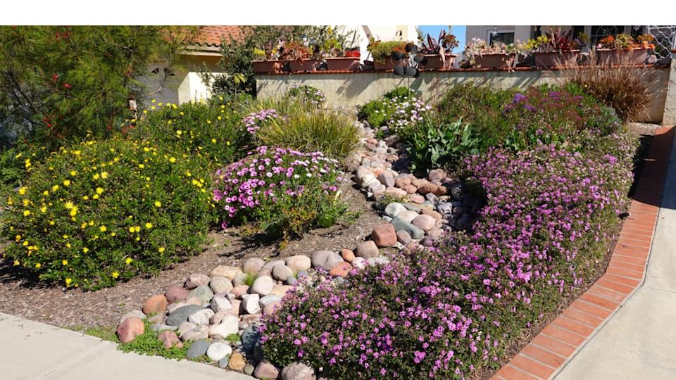 Pretty and colorful drought tolerant landscaping in Southern California