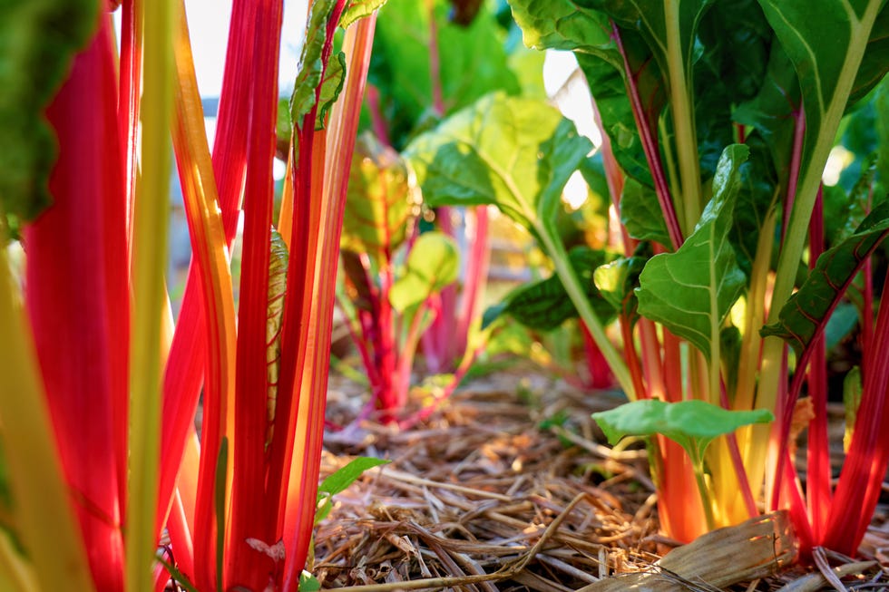 underrated vegetable swiss chard