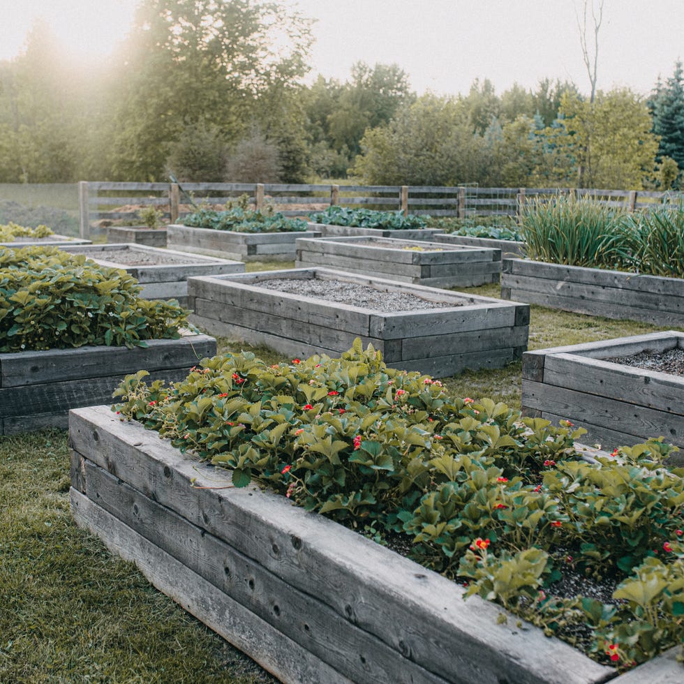 raised garden beds filled with lush greenery and flowers are arranged neatly on a well kept lawn. in the background, a soft golden hour filters through the trees, giving a tranquil ambiance to the garden setting.