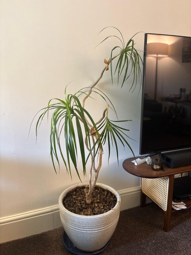 Should I cut this stem off or will it get better?