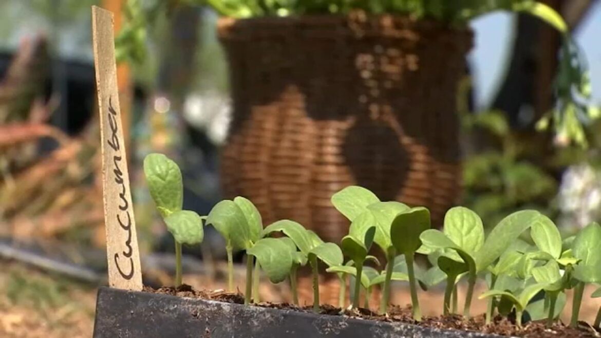 Growing your own crops to save on grocery bills Growing your own crops to save on grocery bills