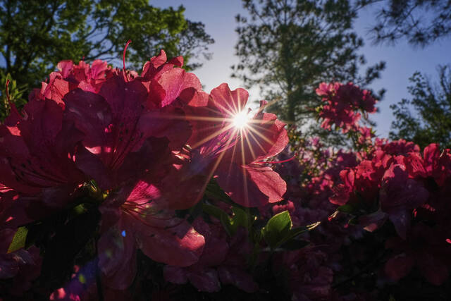 On Gardening: The Year of the Azalea is absolutely Perfecto Mundo Times Leader