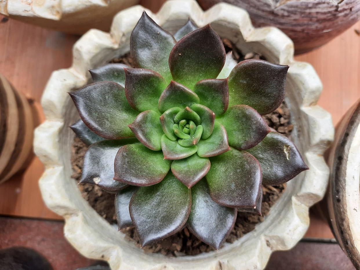 Photo credit: Mutsu Aditha - Getty Images