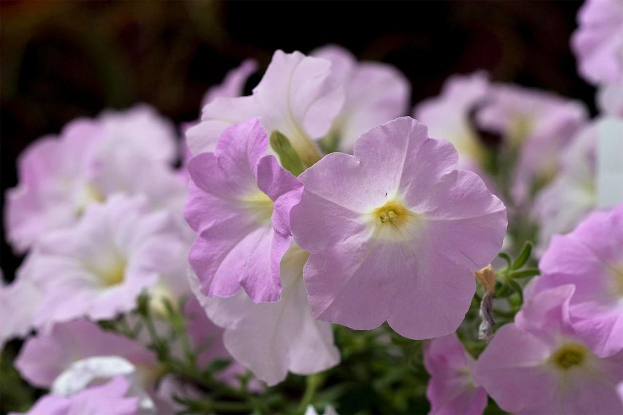 Credit: Justin Hancock