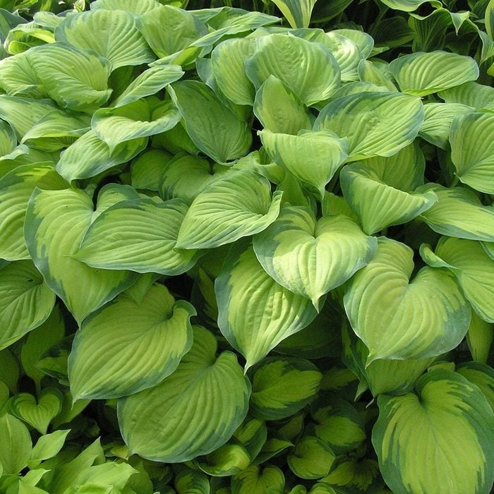hosta varieties guacamole