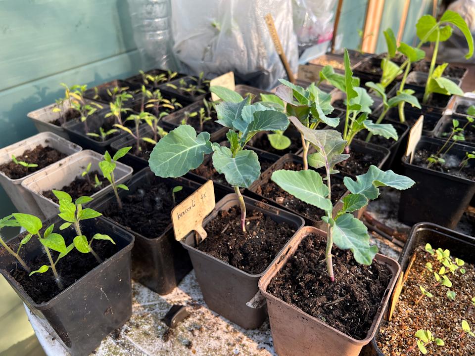 A variety of seedlings, including broccoli, in plastic pots on a plastic table.