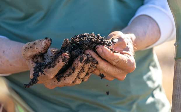 "A Year in the Vineyard," a newly released photography book, covers the life cycle of the vine throughout the year. The theme of climate change emerged from the stories the authors encountered when talking to winemakers and winegrowers in 35 wine regions around the world. Littorai Winery off Gold Ridge Road in Sebastopol was included as part of the yearlong project. In this photo, Littoral owner Ted Lemon and vineyard manager Pedro Viramontes check the progress of composting piles generated on property and used as soil in the Sebastopol vineyard June 6, 2024. (Chad Surmick / The Press Democrat)