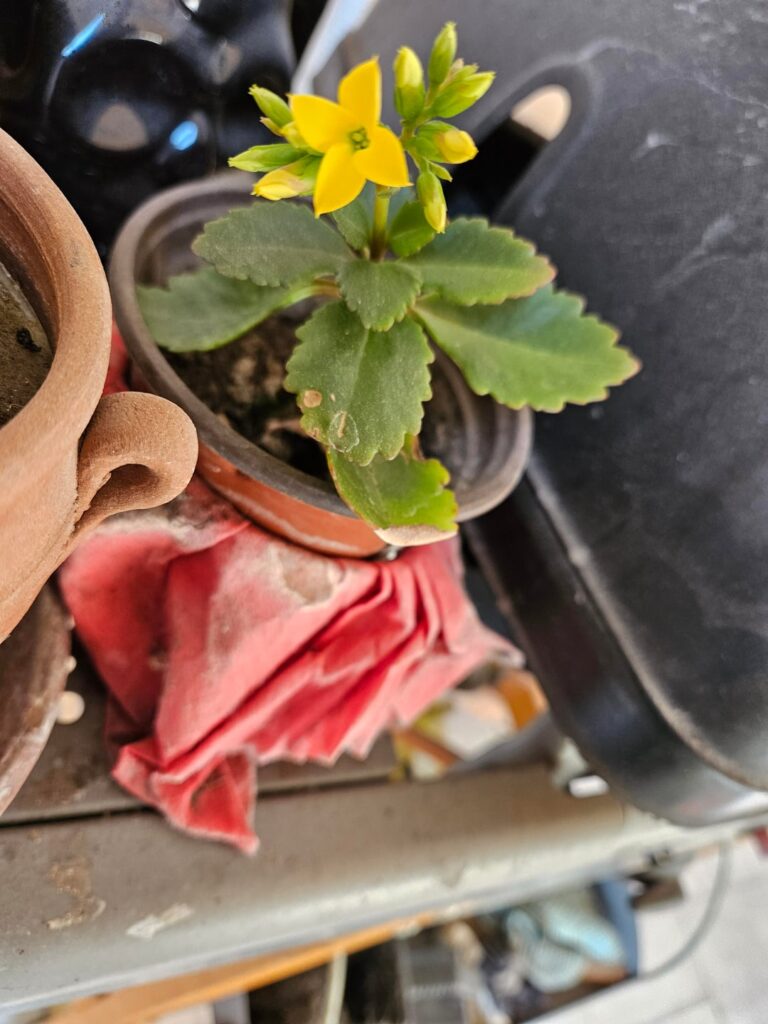 My succulent flowered for the first time! What kind of succulent is it?