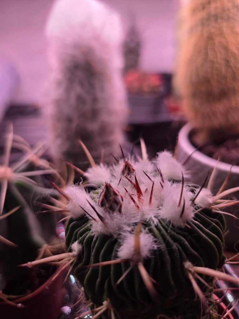 Checking in on my little ones this morning and found flower buds!