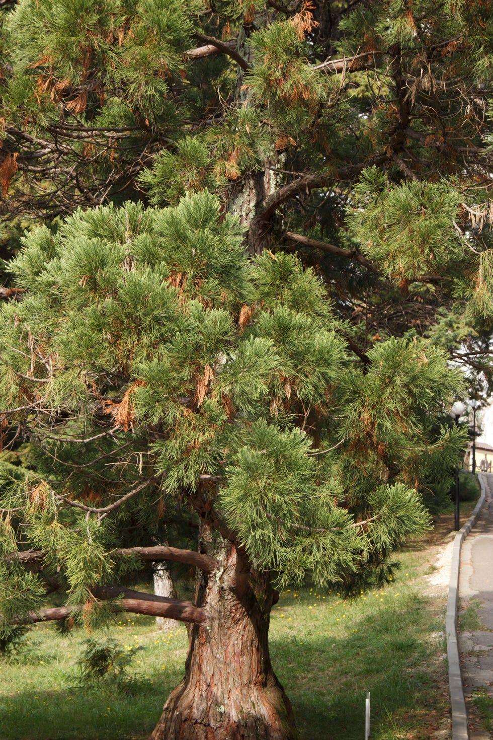 Pinus strobus plant, large tree. grows in the North-Eastern regions of North America.
