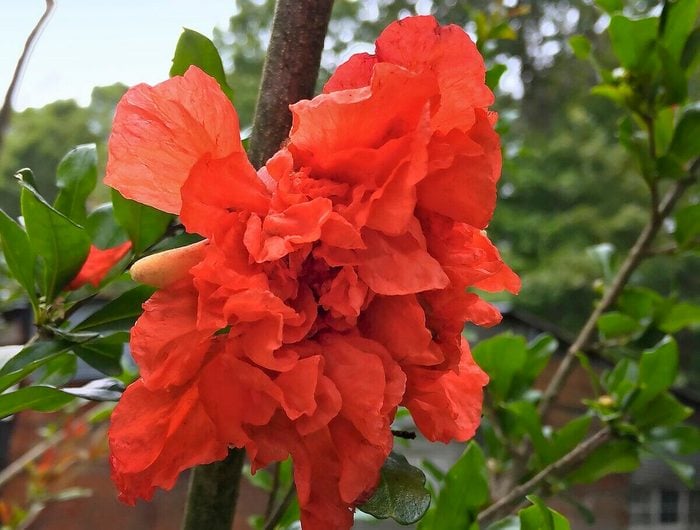 pomegranate, orange flowering shrubs