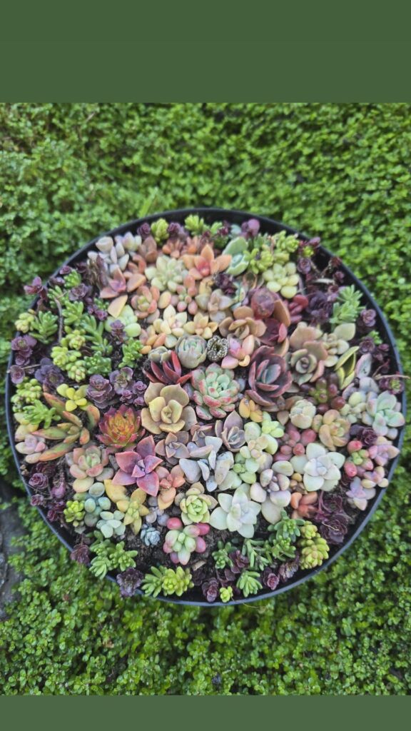 Baby succulents