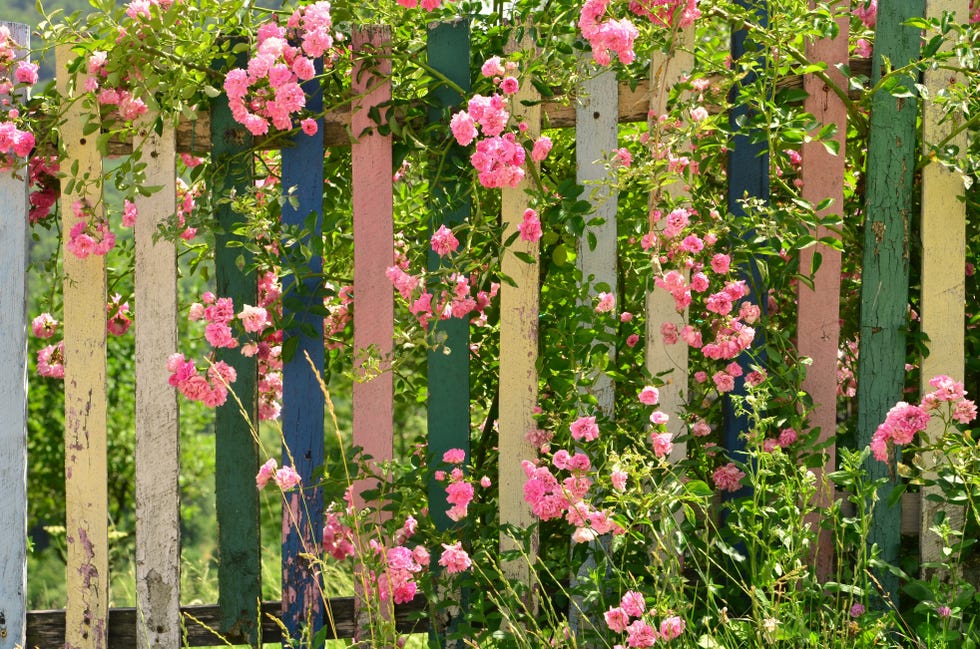 15 Small Garden Ideas pink blooming rose climbing on colorful wooden fence