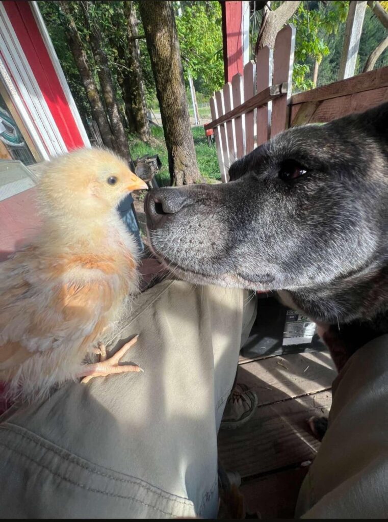 Dog enjoys the birds