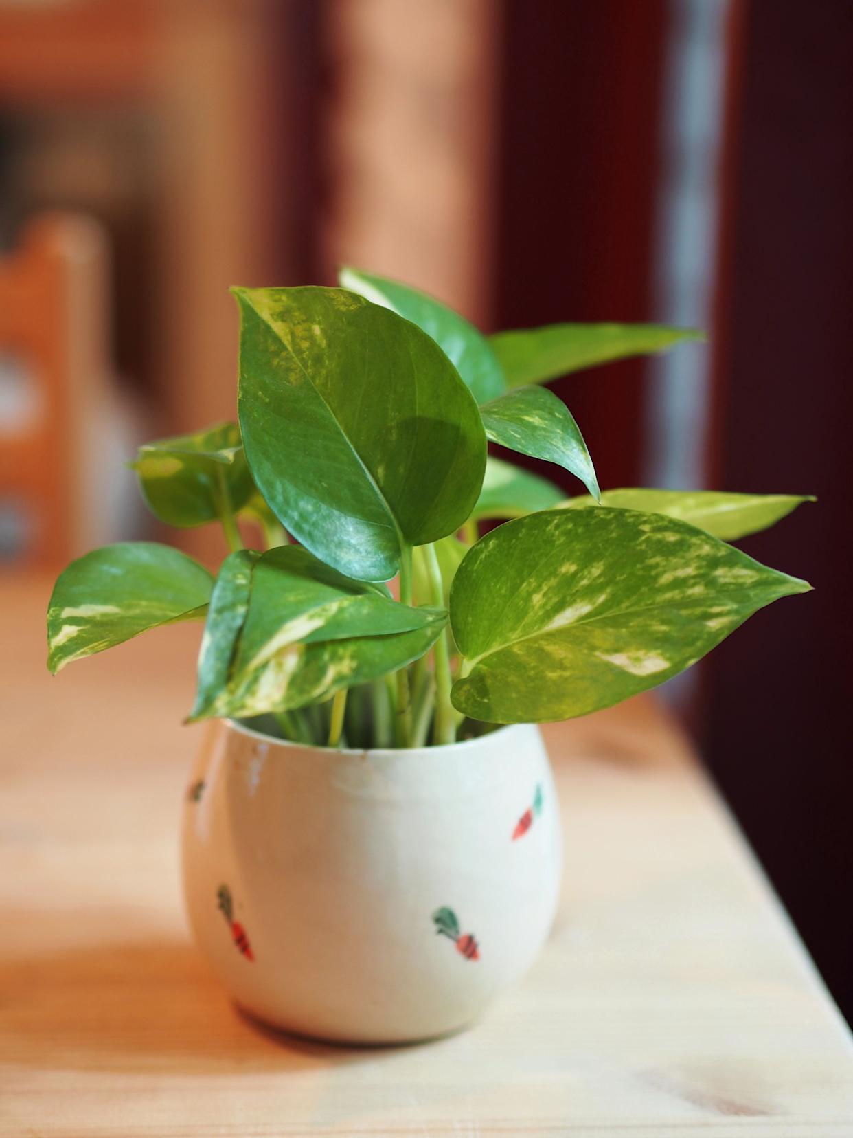 37 Low-Light Houseplants That THRIVE in Darkness