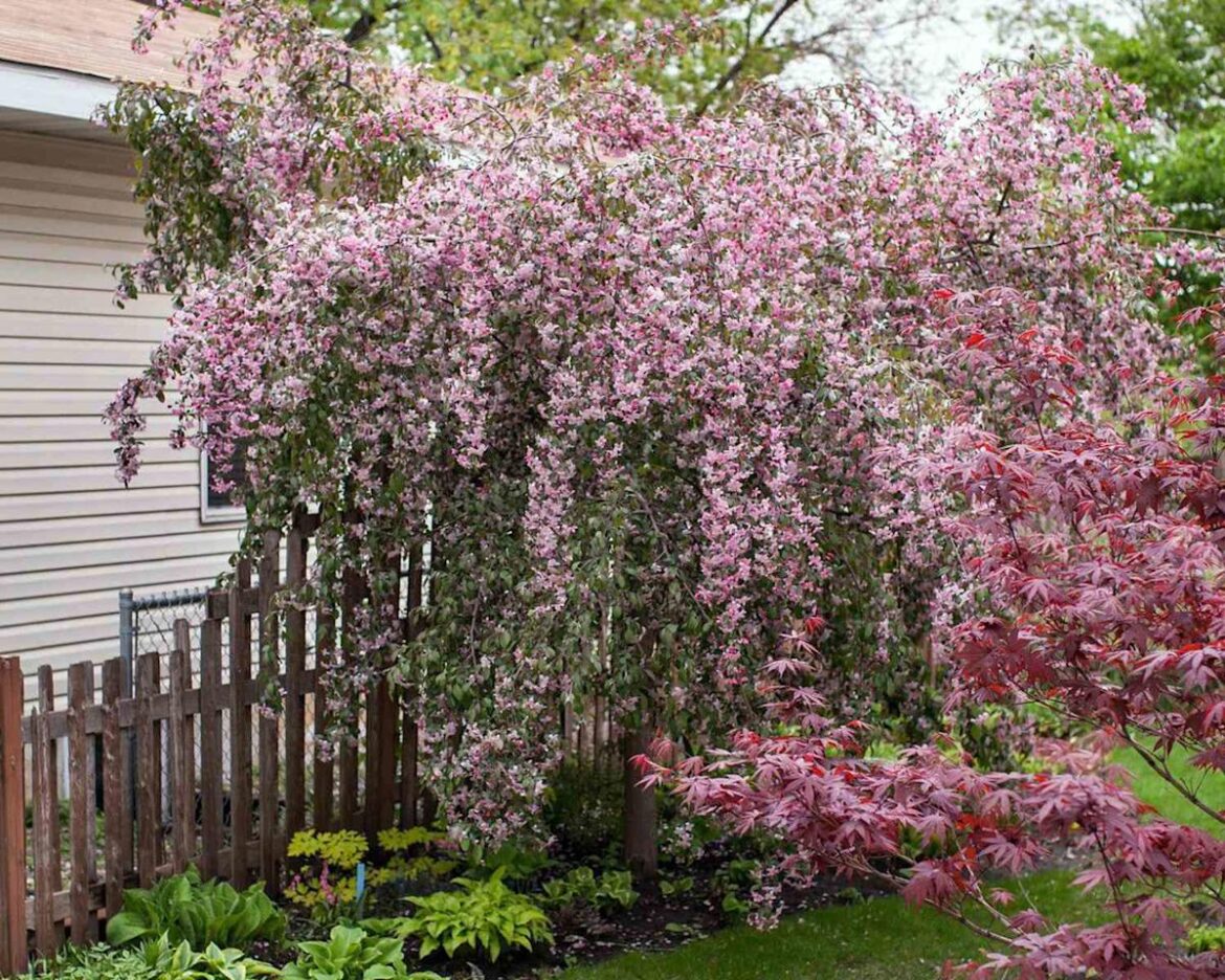 6 Fast-Growing Trees Perfect for Small Gardens, According to Experts 6 Fast-Growing Trees Perfect for Small Gardens, According to Experts