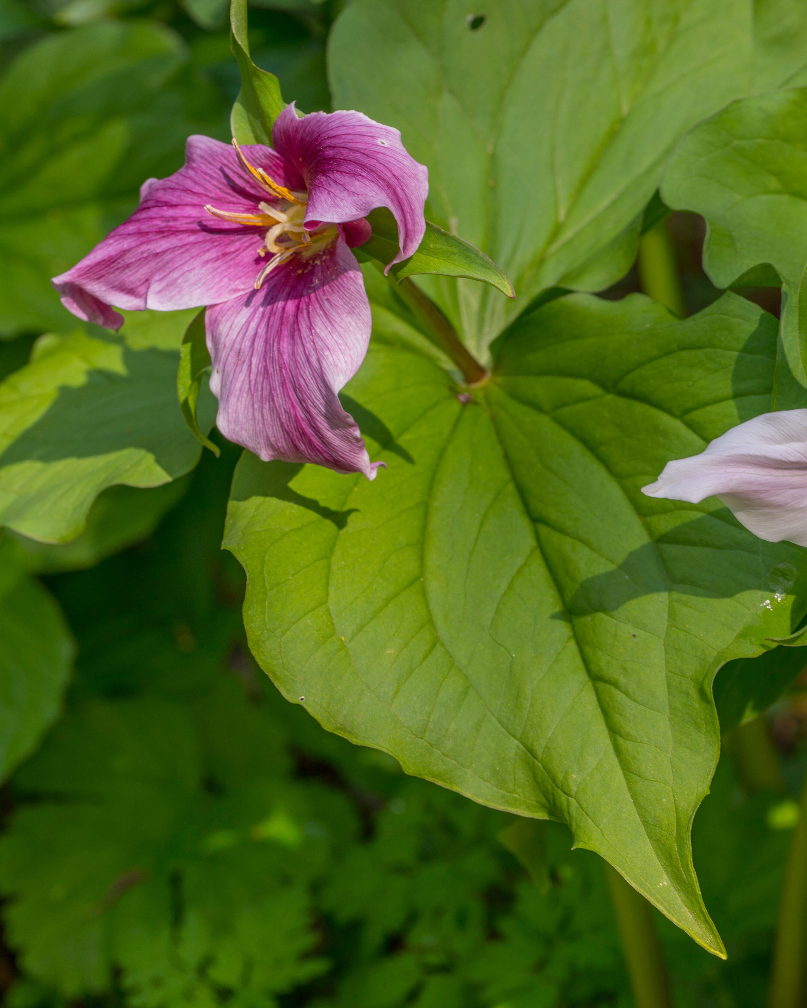 spring scene with trillium flowers at the bellevue botanical...