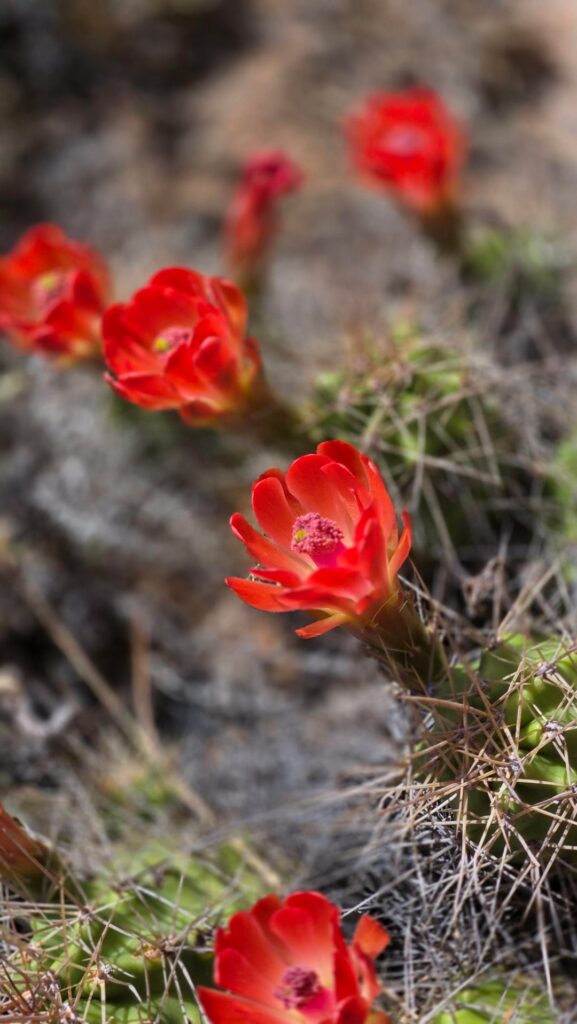 Found in Enchanted Rock Park, central TX