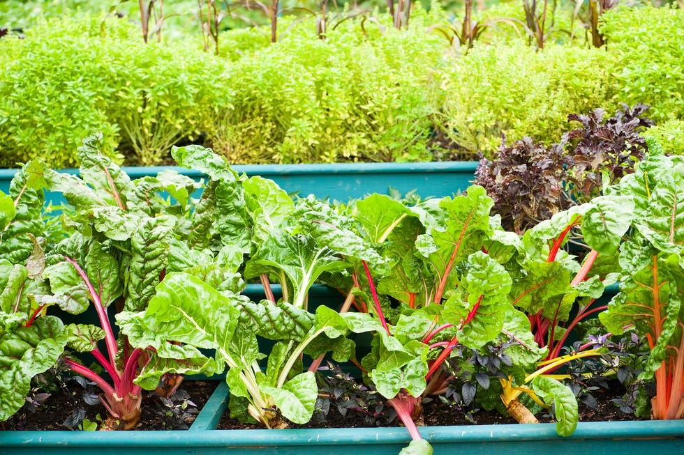 underrated veggies swiss chard