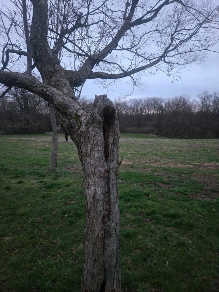 3 tree questions 3 tree questions