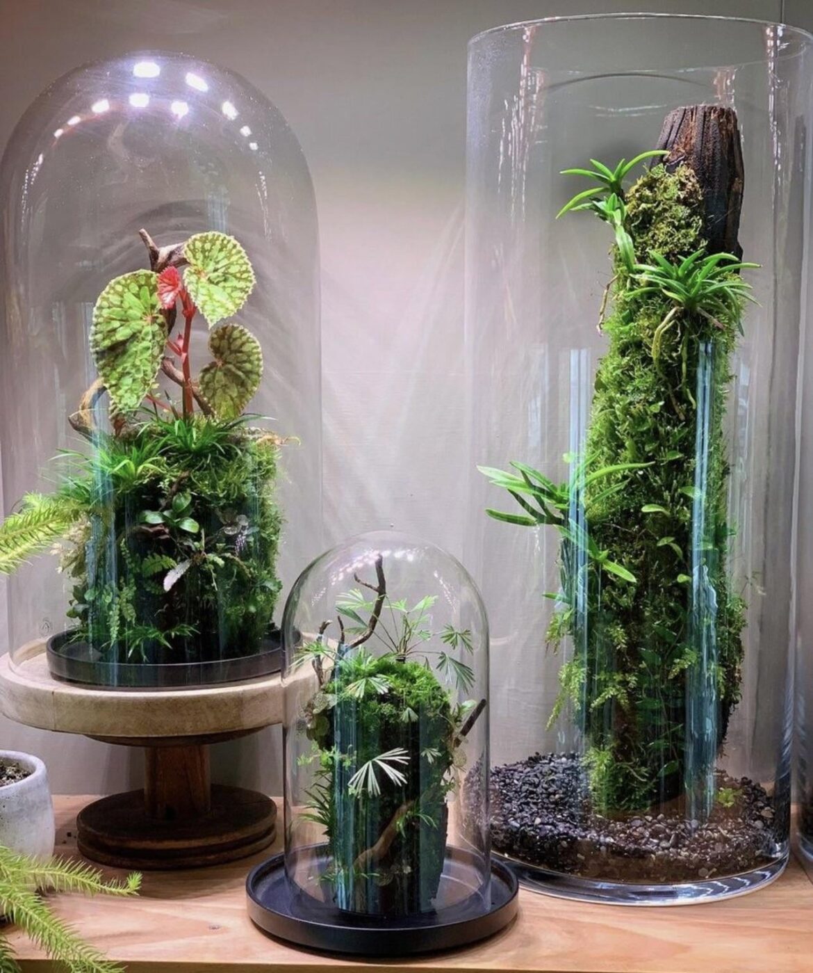 Has anyone tried this set up with orchids?