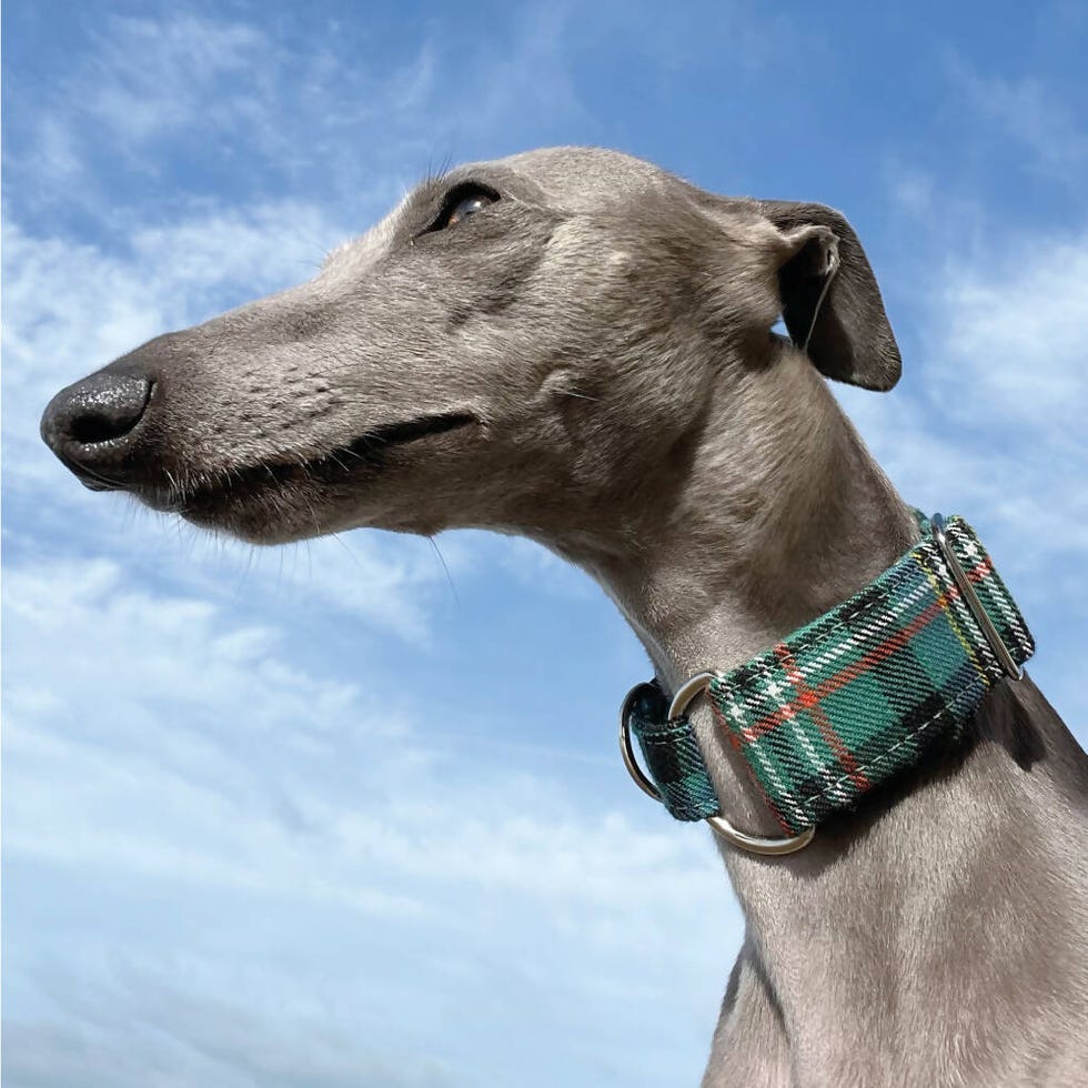 Tartan Dress Lead in Scott Green Ancient