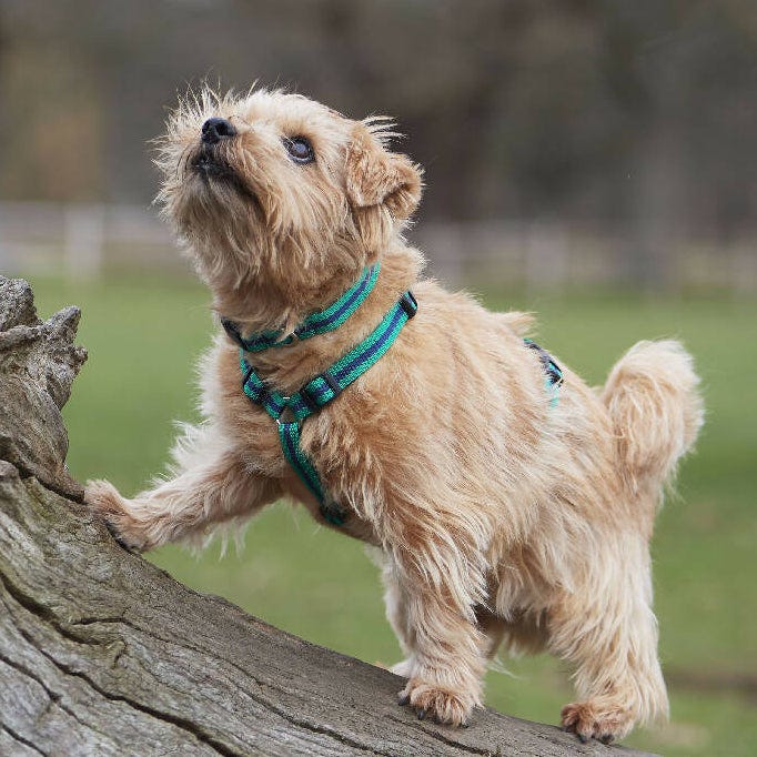Dog Harness In Blue and Black Stripe
