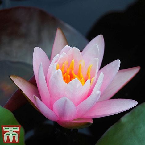 Water Lily PinkNymphaea