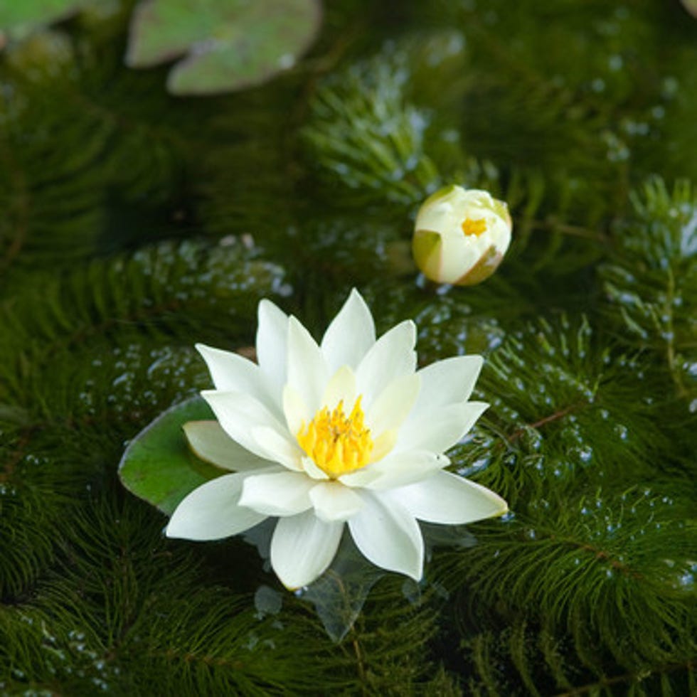 Ceratophyllum demersum (Hornwort)