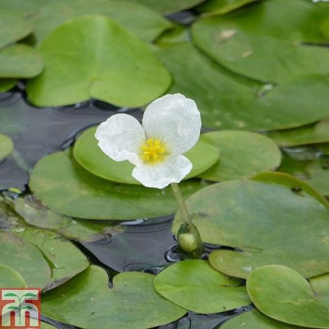 Hydrocharis morsus ranae (Floating Aquatic)Frogbit