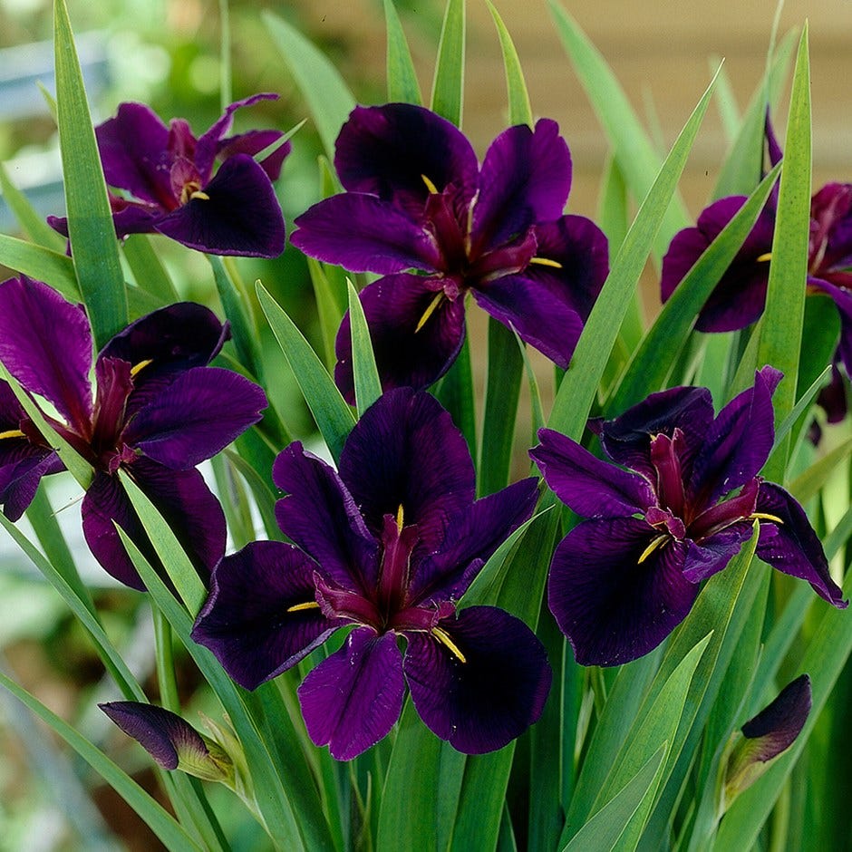 Iris Black Gamecock | Water Iris